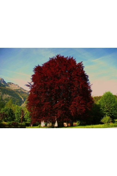 Бук лісовий Атропуніцеа Пурпуреа